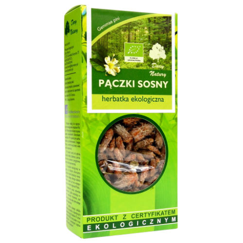 Sosna pączki